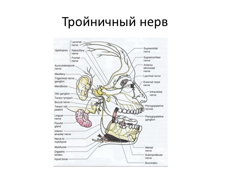 Тройничный нерв